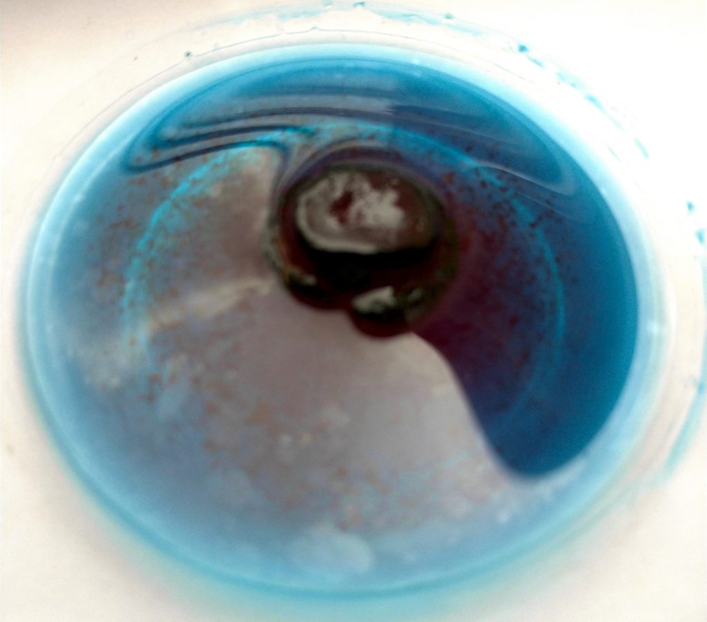 Un comprimé de spiruline dans de l'eau laisse échapper son pigment bleu, la phycocyanine.