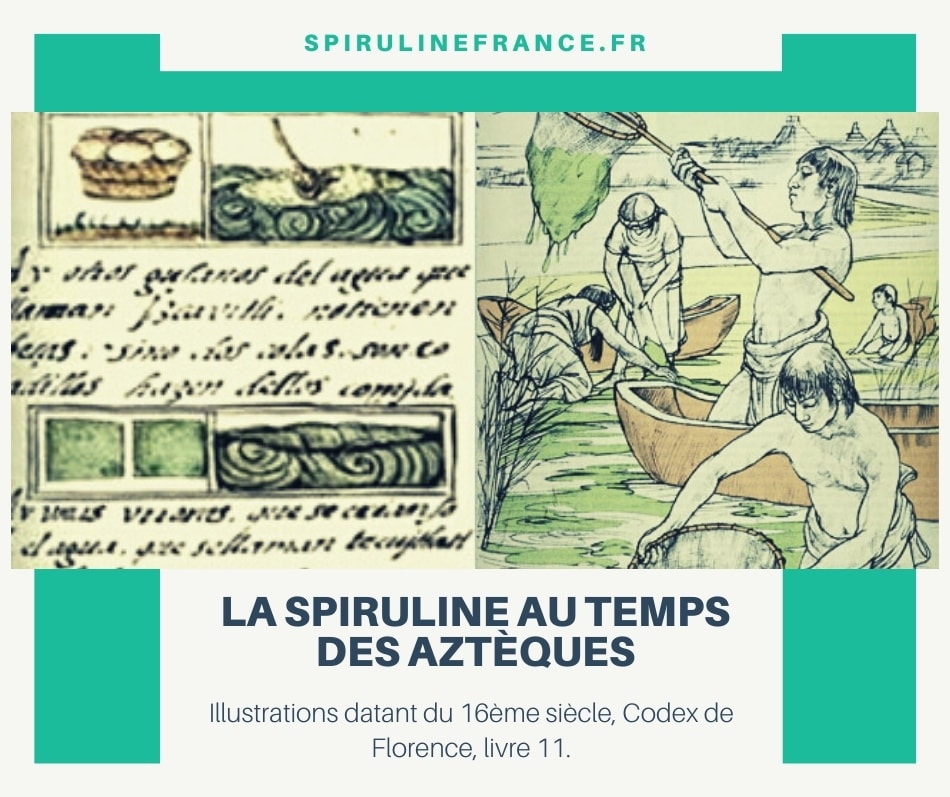illustration de culture de la spiruline par les Aztèques 