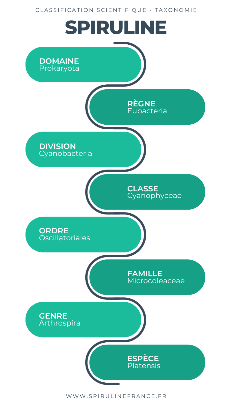 classification scientifique de la spiruline - taxonomie