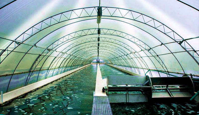 intérieur d'une serre spiruline. bassin et roue à aubes